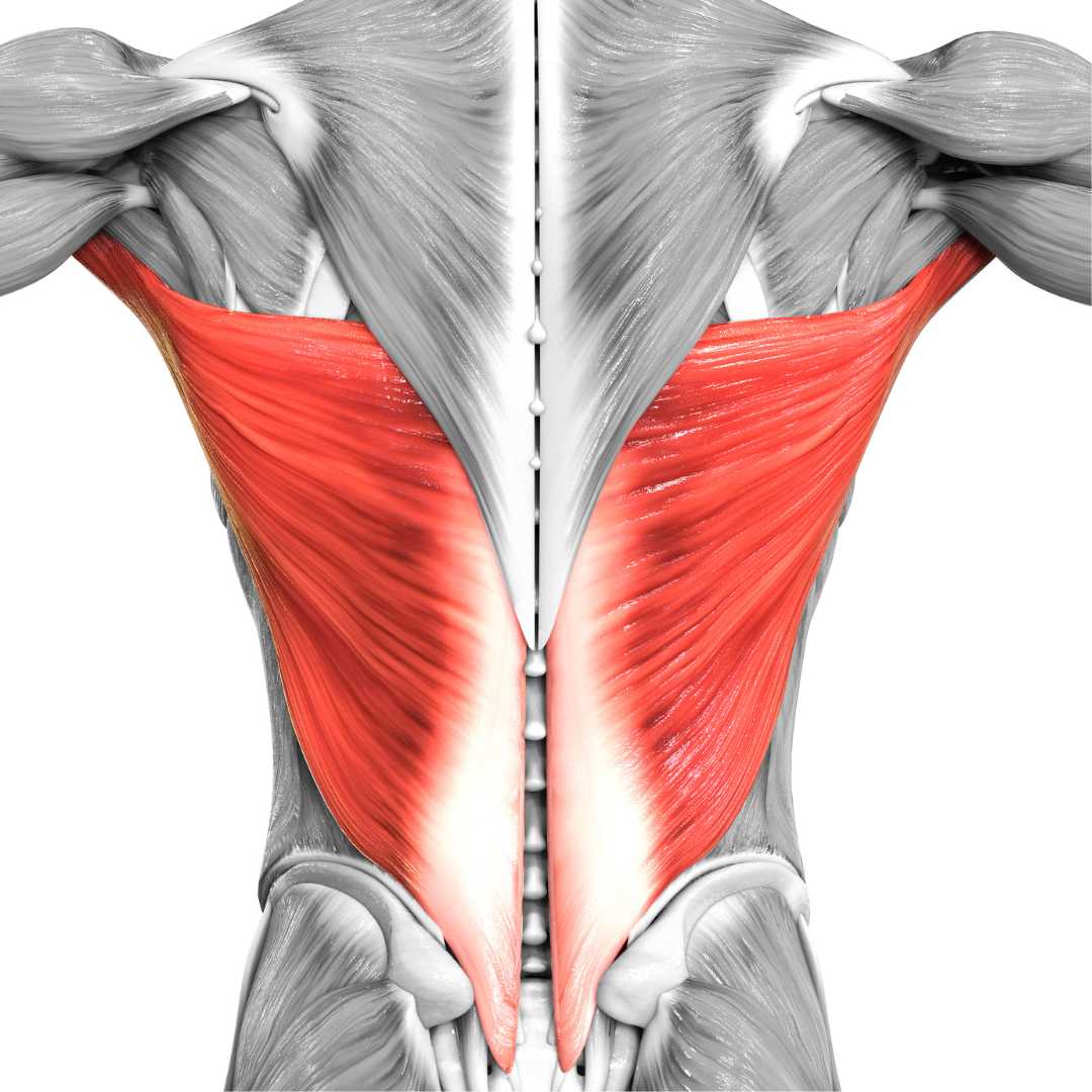 Anatomy of the back & shoulders.