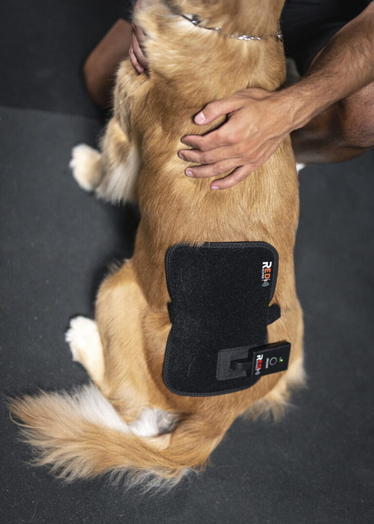 A dog wearing the K9 Pad